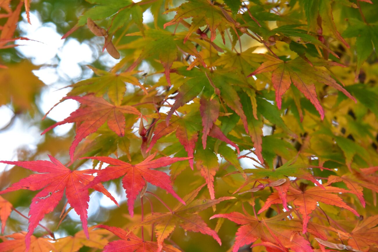 長野県富士見高原リゾート-ジュネス八ヶ岳人工芝グラウンド横の紅葉