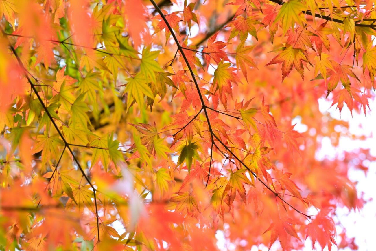 第5回富士見高原MIXフットサル2025-ジュネス八ヶ岳(長野県富士見町)-紅葉のもみじ